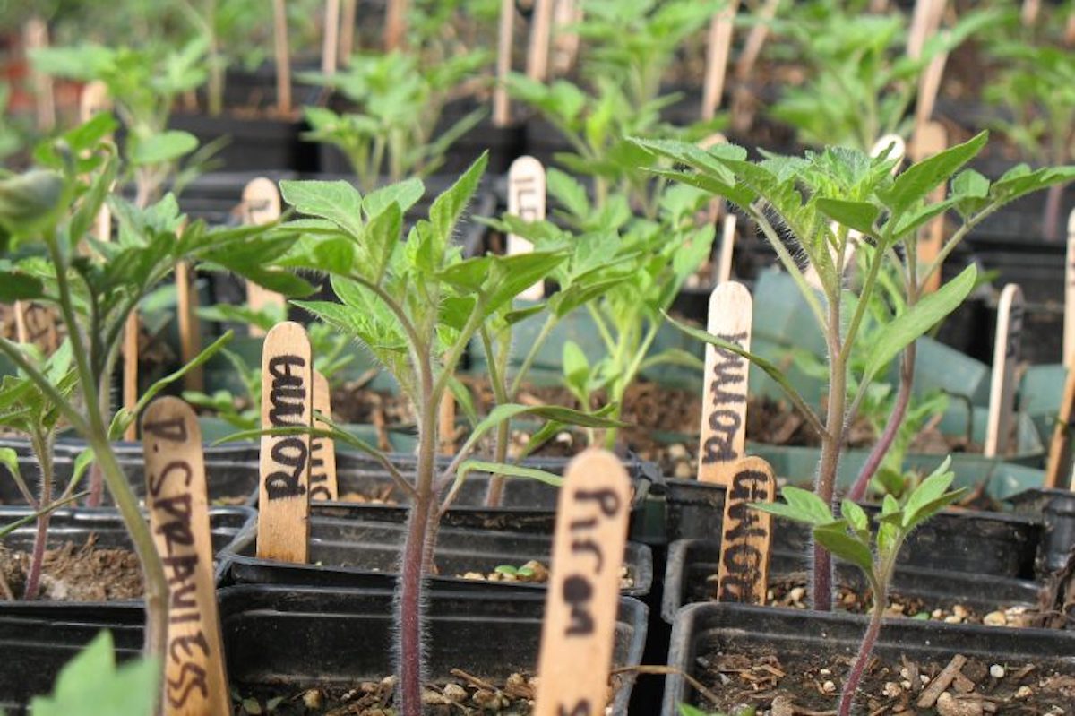 A Guide to Growing Seedlings Indoors